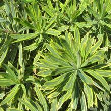 Euphorbia 'Ascot Rainbow'