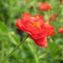 Geum 'Blazing Sunset' Geum 'Blazing Sunset'