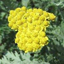 Achillea 'Moonshine'
