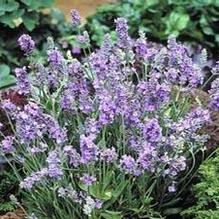 Lavandula 'Ellagance Sky' Lavandula 'Ellagance Sky'