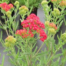 Achillea 'Paprika'