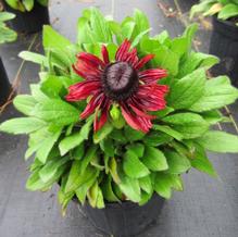 Rudbeckia 'Cherry Brandy' Rudbeckia 'Cherry Brandy'