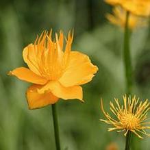 Trollius chinensis 'Golden Queen' Trollius chinensis 'Golden Queen'