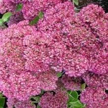 Sedum 'Autumn Fire' Sedum 'Autumn Fire'