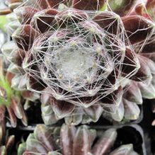 Sempervivum 'Cobweb' Sempervivum 'Cobweb'