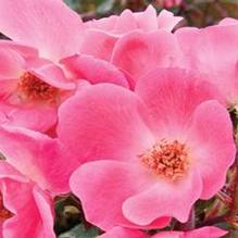 Rosa Pink Knock Out®