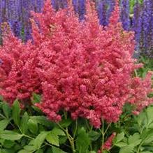Astilbe 'Fireberry' Astilbe 'Fireberry'
