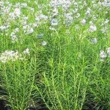 Amsonia hubrichtii