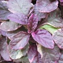 Ajuga 'Burgundy Glow' Ajuga 'Burgundy Glow'