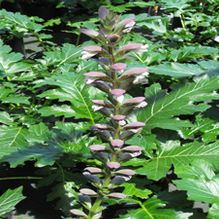Acanthus x 'Summer Beauty' Acanthus x 'Summer Beauty'