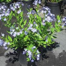 Amsonia 'Blue Ice'