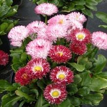 Bellis perennis 'Habanera Mix' Bellis perennis 'Habanera Mix'