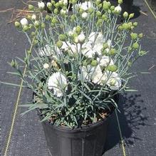 Dianthus 'Early Bird™ Frosty' Dianthus 'Early Bird™ Frosty'