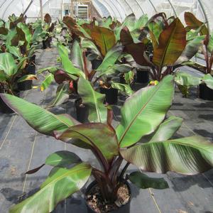 Ensete 'Maurelii' - Red Banana from The Ivy Farm