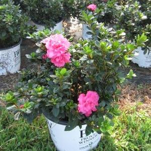 Azalea Bloom-A-Thon? 'Pink Double' - Azalea PP 21477 from The Ivy Farm