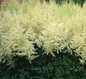 Astilbe 'Ellie' - False Spirea from The Ivy Farm Astilbe 'Ellie' - False Spirea from The Ivy Farm