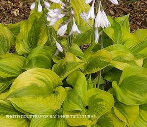 Hosta 'Summer Breeze' - Plantain Lily from The Ivy Farm Hosta 'Summer Breeze' - Plantain Lily from The Ivy Farm