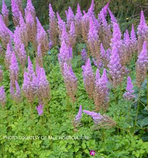 Astilbe 'Purple Candles' - Chinese Astilbe from The Ivy Farm