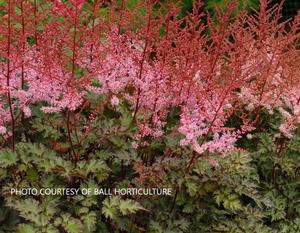 Astilbe 'Delft Lace' - False Spirea PP 19839 from The Ivy Farm