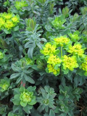 Euphorbia polychroma - from The Ivy Farm