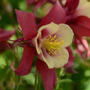 Aquilegia Earlybird™ Red Yellow - Columbine from The Ivy Farm