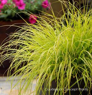 Pennisetum 'Lumen Gold' - Fountain Grass from The Ivy Farm Pennisetum 'Lumen Gold' - Fountain Grass from The Ivy Farm