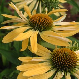 Echinacea 'Mellow Yellows' - Coneflower from The Ivy Farm
