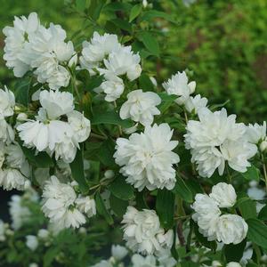 Philadelphus Illuminati Arch? - Mock Orange PPAF from The Ivy Farm Philadelphus Illuminati Arch? - Mock Orange PPAF from The Ivy Farm