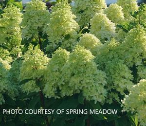 Hydrangea paniculata Limelight Prime™ - Dwarf Panicle PPAF from The Ivy Farm Hydrangea paniculata Limelight Prime™ - Dwarf Panicle PPAF from The Ivy Farm