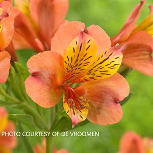 Alstroemeria Majestic 'Henryi' - Peruvian Lily from The Ivy Farm Alstroemeria Majestic 'Henryi' - Peruvian Lily from The Ivy Farm