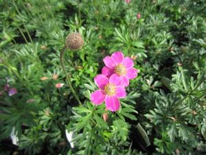 Anemone Spring Beauty™ Pink - Windflower PPAF from The Ivy Farm