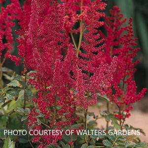 Astilbe 'August Light' - False Spirea from The Ivy Farm Astilbe 'August Light' - False Spirea from The Ivy Farm