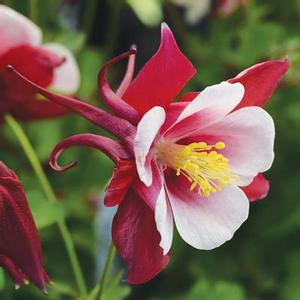 Aquilegia Earlybird™ Red White - Columbine from The Ivy Farm Aquilegia Earlybird™ Red White - Columbine from The Ivy Farm
