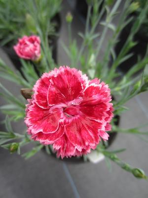 Dianthus 'Angel of Harmony' - Pinks PPAF from The Ivy Farm Dianthus 'Angel of Harmony' - Pinks PPAF from The Ivy Farm