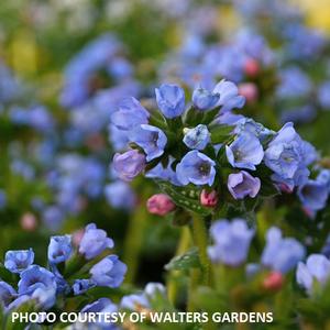 PUlmonaria 'Twinkle Toes' - Lungwort from The Ivy Farm PUlmonaria 'Twinkle Toes' - Lungwort from The Ivy Farm