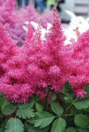 Astilbe 'Drum and Bass' - False Spirea from The Ivy Farm Astilbe 'Drum and Bass' - False Spirea from The Ivy Farm
