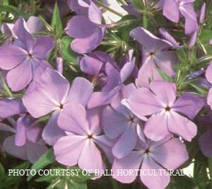 Phlox divaricata 'Blue Moon' - Wild Sweet William, Woodland Phlox from The Ivy Farm Phlox divaricata 'Blue Moon' - Wild Sweet William, Woodland Phlox from The Ivy Farm