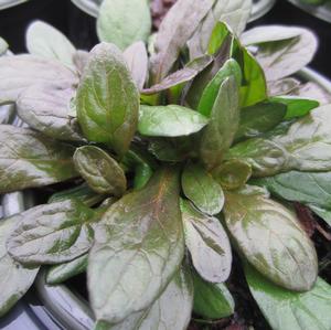 Ajuga 'Blueberry Muffin' - Carpet Bugle PP 22092 from The Ivy Farm